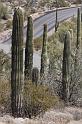 130 Organ Pipe Cactus National Monument